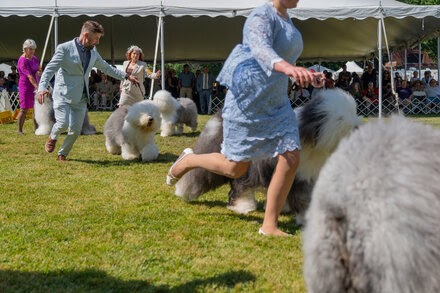 Core News:Westminster Dog Show Photos: Setting the Stage