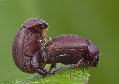 mating pair of beetles, bugs porn IMG_0145 copy