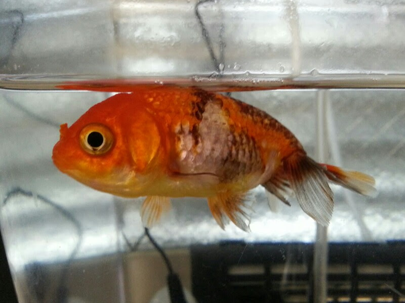 らんちゅうの 黒斑病 治療１３日目 まったりアクア