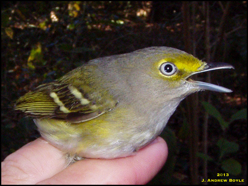 White-eyed Vireo