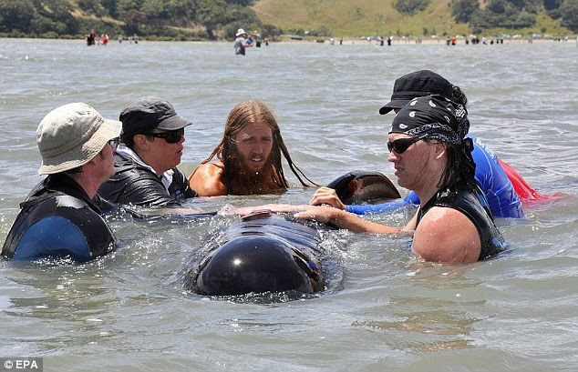 stranded whales in New Zealand