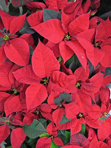 Poinsettias