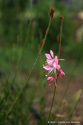 Pink gaura 