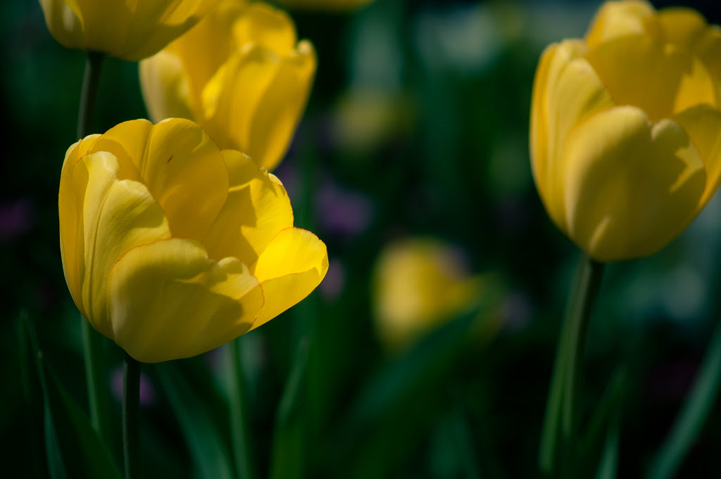 "New rule: Tulips aren't flowers. They're some kind of gay onion"