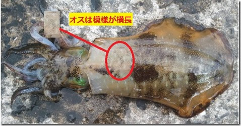 アオリイカってどんなイカ エギング入門 アオリイカの釣り方と仕掛け