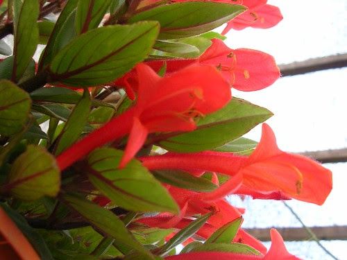 goldfish plant. Goldfish Plant