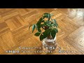 [10000ダウンロード済み√] ハイドロ カルチャー パキラ 251223-パキラ ハイドロ カルチャー 植え 替え
