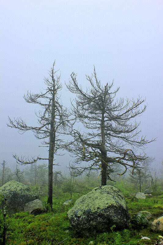 Карелия. Ваттоваара. июль 2012