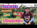++ 50 ++ ブラック ベリー 挿し木 976228
