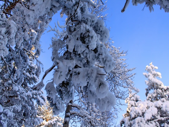 Nature - Winter Free Desktop Wallpapers for PC amp; Mac #28