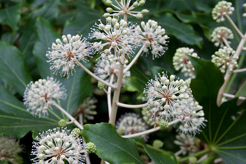 Fatsia Japonica in Flower