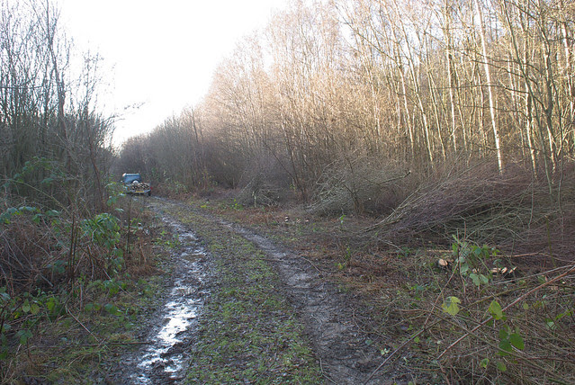 DSC_5446 coppicing