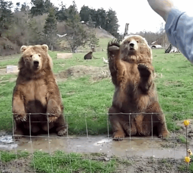 史上最大のヒグマの体重ｗｗｗｗｗｗｗｗｗｗ 登山ちゃんねる