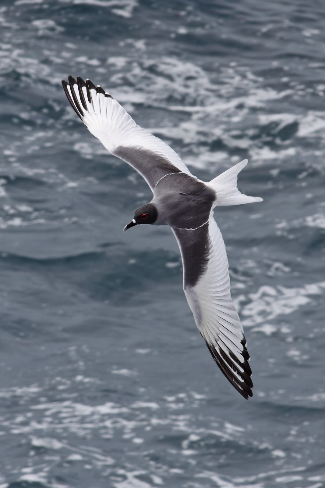 http://upload.wikimedia.org/wikipedia/commons/8/84/Swallow-tailed-gull-dorsal.jpg