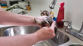 Neonatal Kitten Constipation: Causes, Symptoms, And Treatment Options