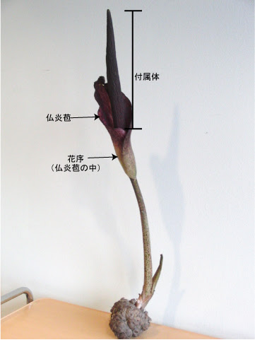 こんにゃくの花が咲きました 兵庫県立人と自然の博物館 ひとはく ひとはくblog旧