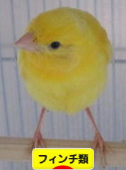 にほんブログ村 鳥ブログ フィンチ類へ