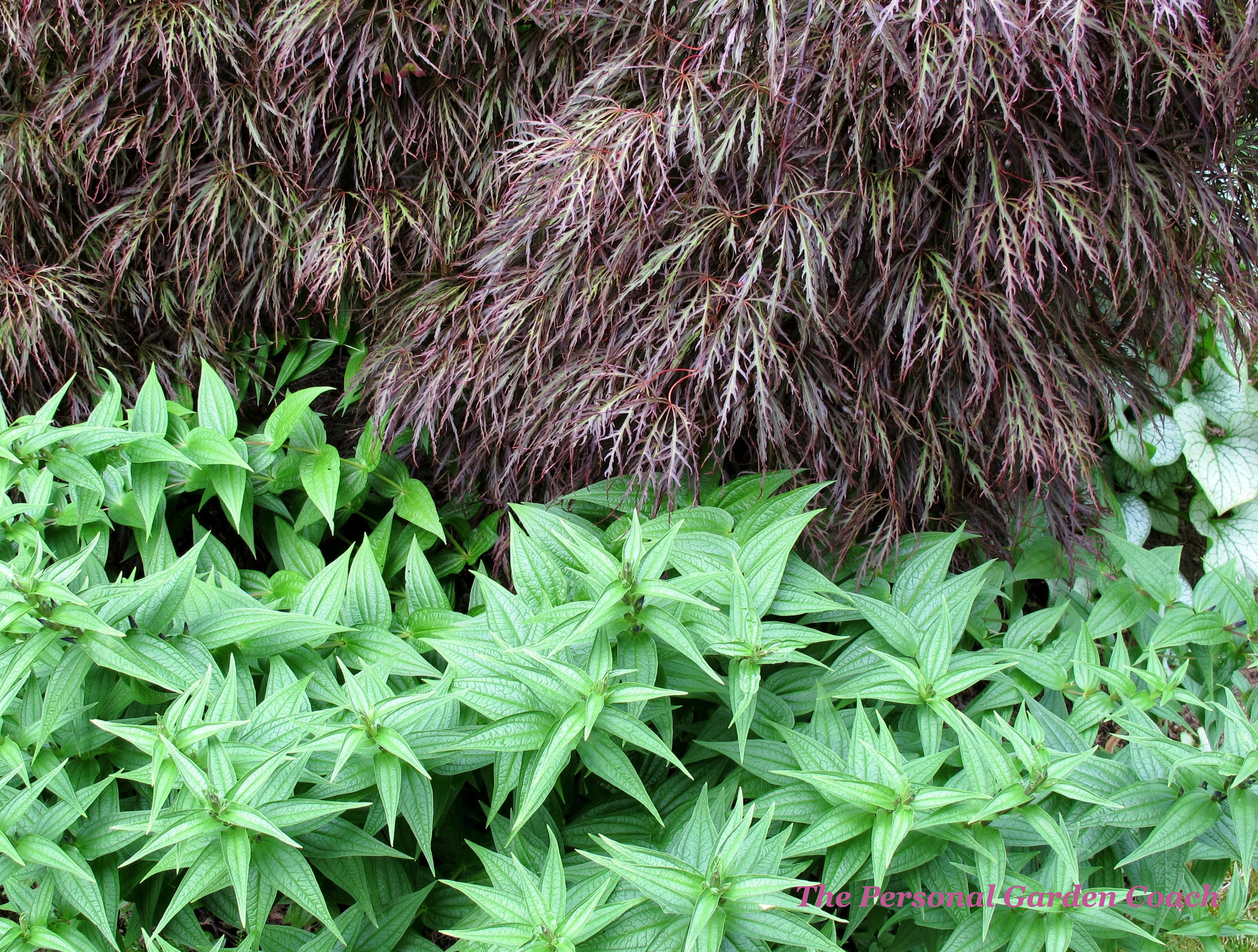 Devotedly Hoarding and Dividing Spring Perennials Personal ...