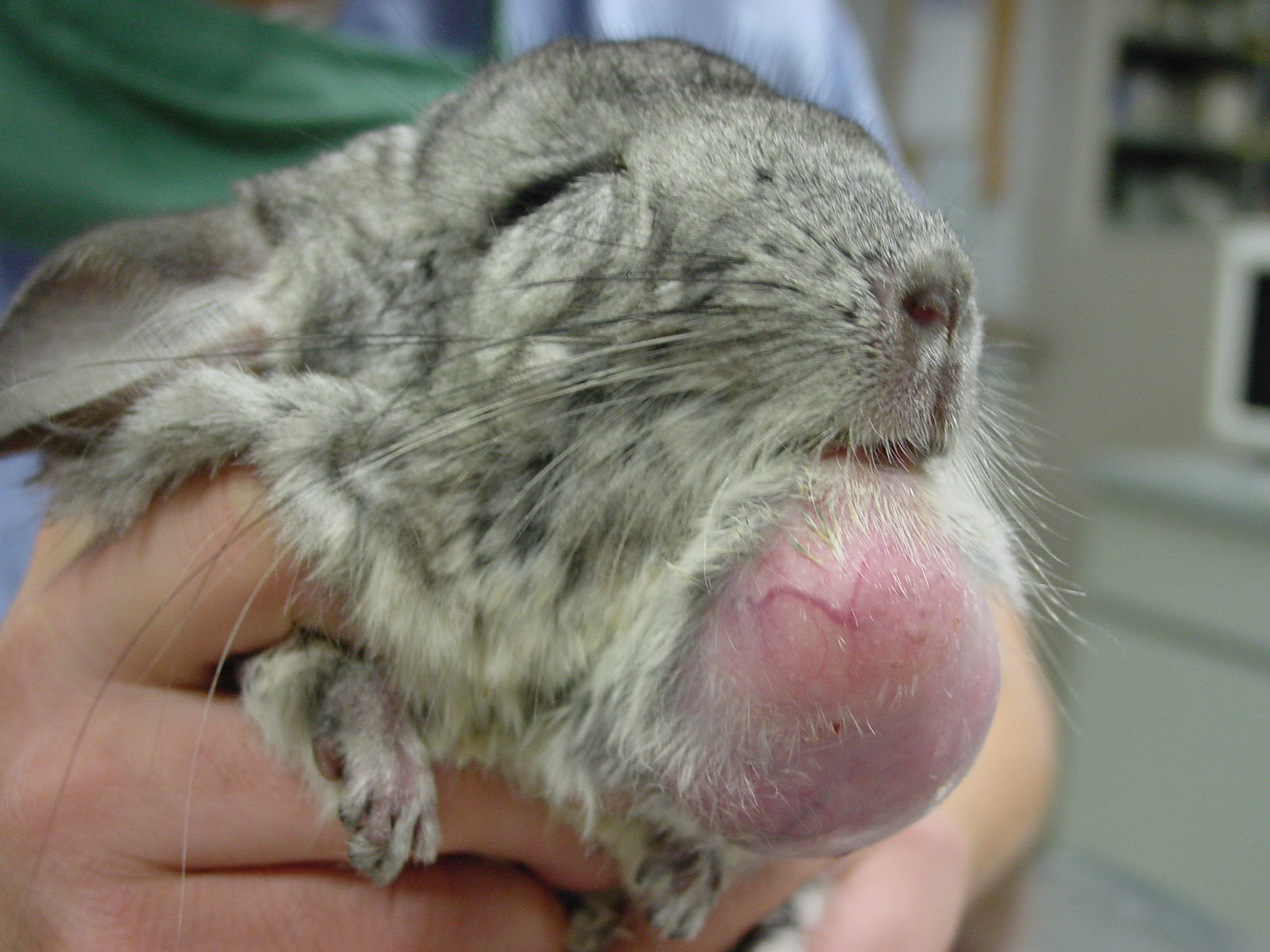 オークどうぶつ病院 オークどうぶつ病院けやき 福岡市 犬 猫 エキゾチックの診察 治療 健康診断 ペットホテル 獣医師求人情報 チンチラの過長歯