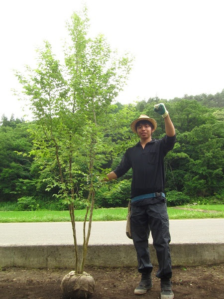 植え付け 管理方法 Next Green Market