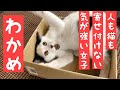 画像をダウンロード 猫 寄せ付け ない 412170-猫 寄せ付けない 植物