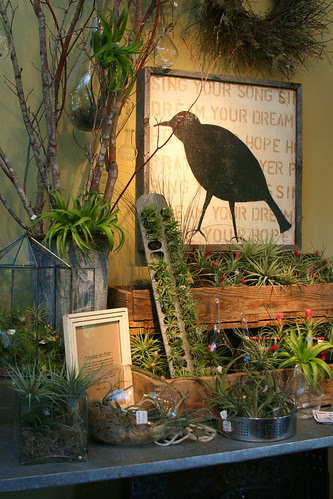 tillandsia merchandising