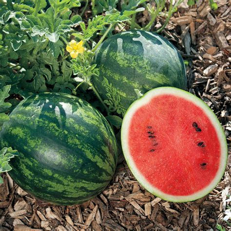 mini love hybrid watermelon seeds park seed