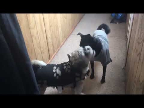Puppy Dog Battle