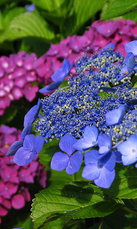 紫陽花 アジサイ の花携帯待受画像 無料壁紙