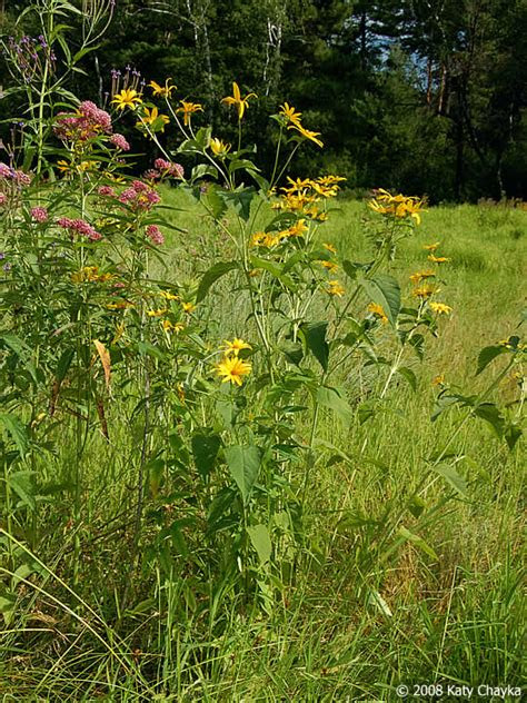 Help them with your garden, one pound at a time! Heliopsis helianthoides (Smooth Oxeye): Minnesota Wildflowers