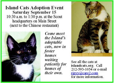 Island cats Adoption Event