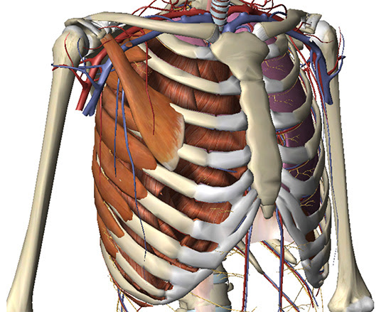 Muscles Under Rib Cage In Front : Respiratory Dysfunction ...