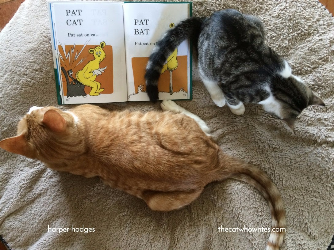 Teach Your Cat To Read