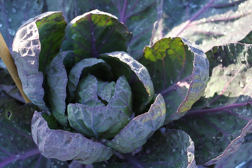 Sprout tops