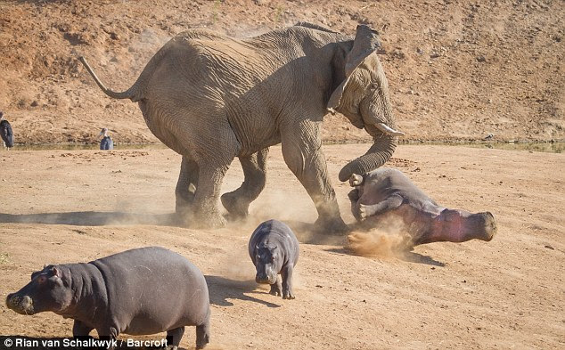 画像 最強の動物に カバ をあげる奴って正気か ライオンだよ あさむちゃんまとめ
