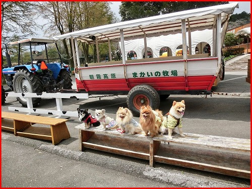 まかいの牧場 静岡県富士宮市 みやもっさんトコのメイとニケ ワンコ チワワ のブログ