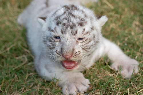 フリー画像 動物写真 哺乳類 ネコ科 虎 トラ ホワイトタイガー 赤ちゃん 動物 画像素材なら 無料 フリー写真素材のフリーフォト