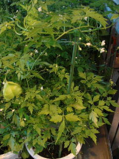 フウセンカズラ 鉢花 育て方 楽しみ方 花と緑のコンシェルジュ