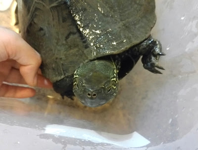 飼うならどちら 飼い主目線でミドリガメとゼニガメの違いを解説します わんにゃんうぇぶ ペットと一緒に暮らせる住まいが もっと身近になるように 住まいをよく知る不動産広告会社が所沢から発信