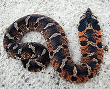 eastern hognose snake heterodon platirhinos