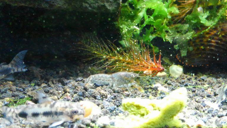 テキサスドワーフクレイフィッシュ アクアリウム飼育図鑑