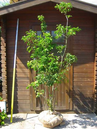 シンボルツリー勝手におすすめランキング 嘘はつけない庭屋の本音