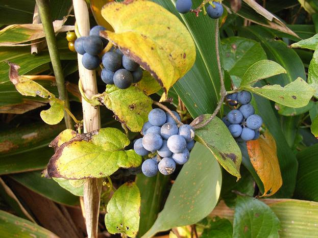 ブドウに似た実 ツヅラフジ 1 毒あり注意 食べられる野草図鑑 食べると危険な毒草も収監