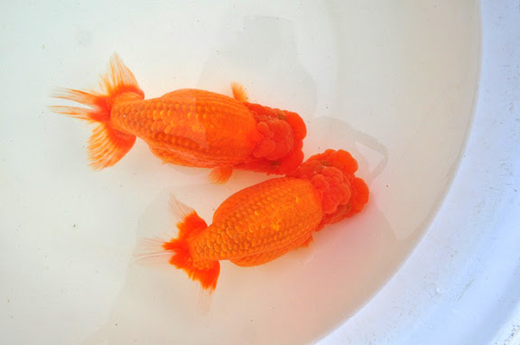 深見氏編01 02 金魚探訪記 神畑養魚株式会社