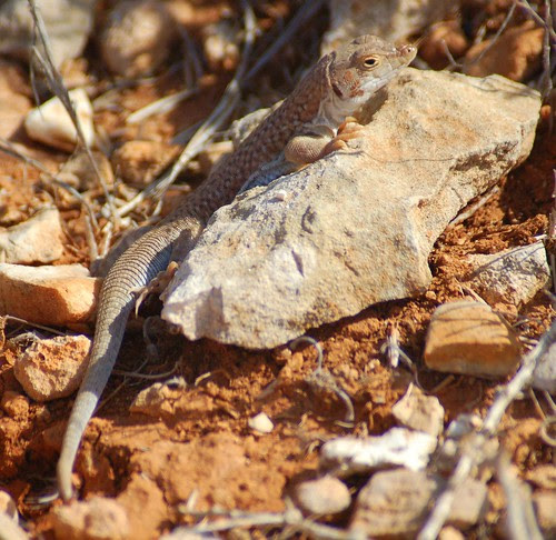 lizzard in the sun