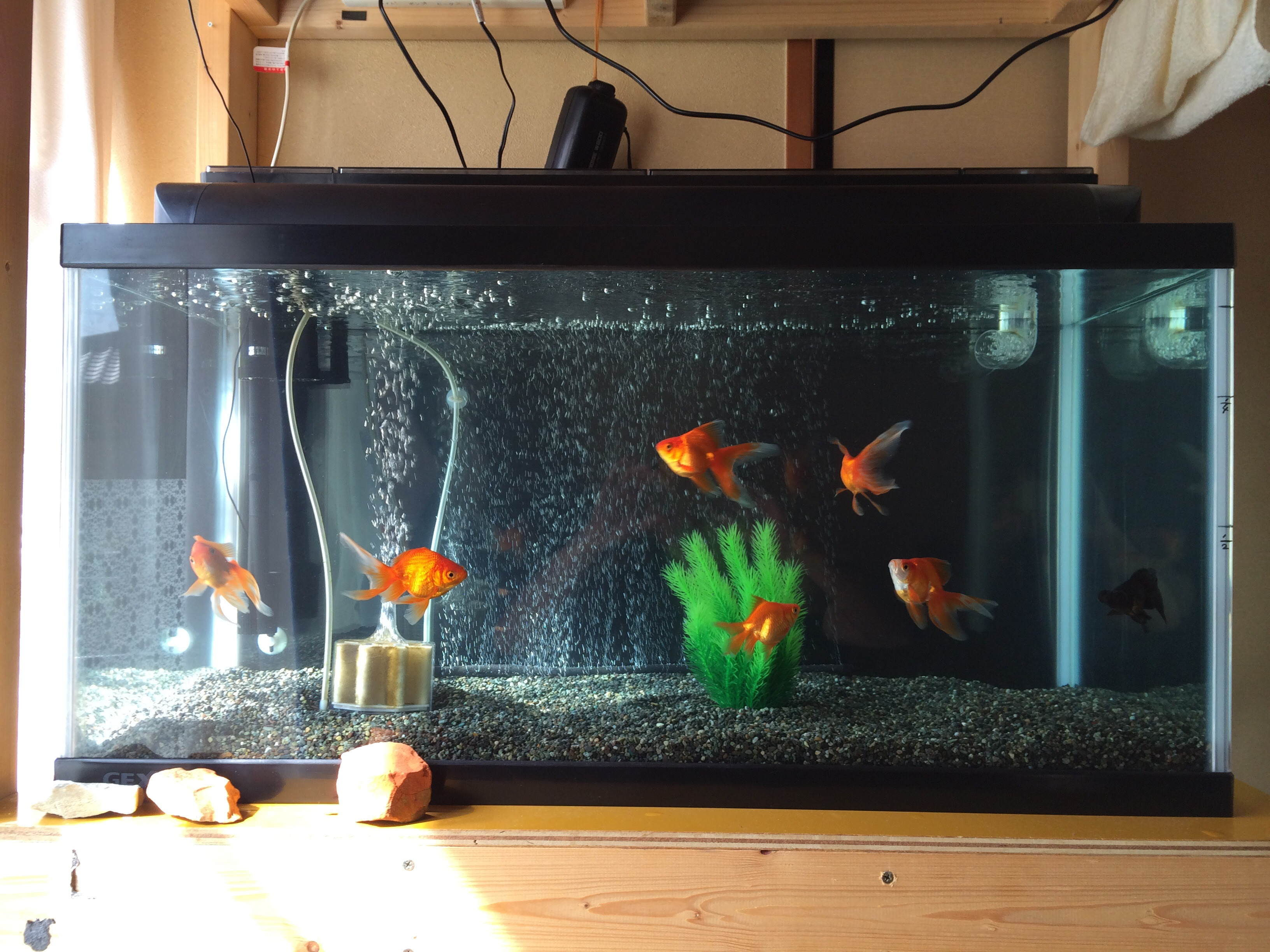 家内水槽 ランチュウ初心者飼育日記