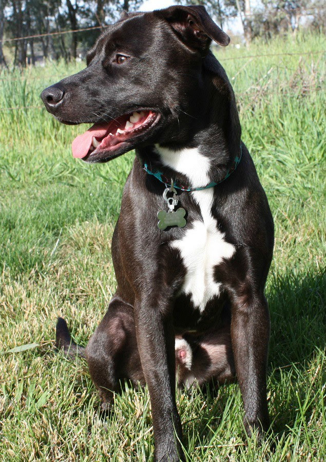 Known Mixes Pit Bull Chat Forum