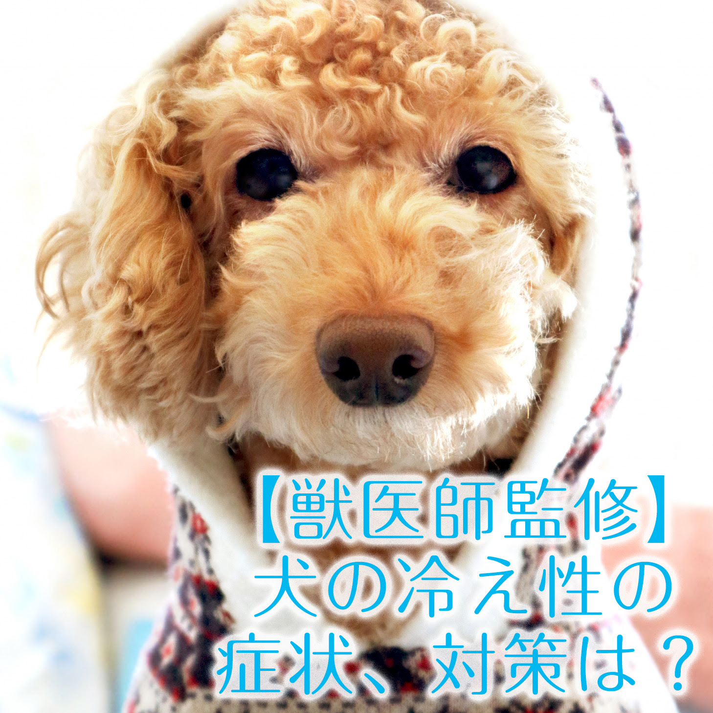 獣医師監修 犬の冷え性の症状 対策は 冷えることで注意したい病気