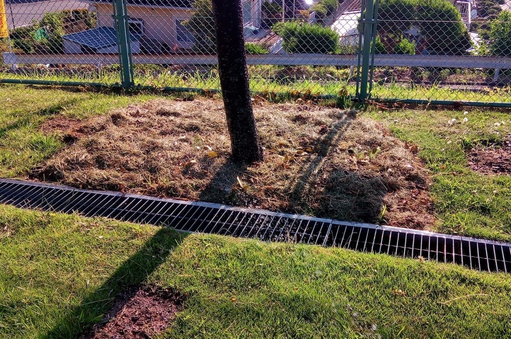 桜の根元に雑草を置く Mg六車農園