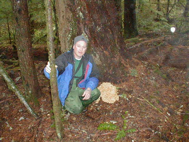 me lg cauliflower mushroom